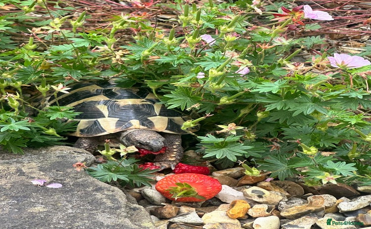 Tortoise reptiles - Advert 1