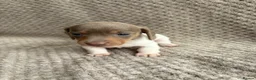 Miniature Dachshund dogs for sale: ⭐️💕miniature dachshund pups⭐️💕 - Advert 23