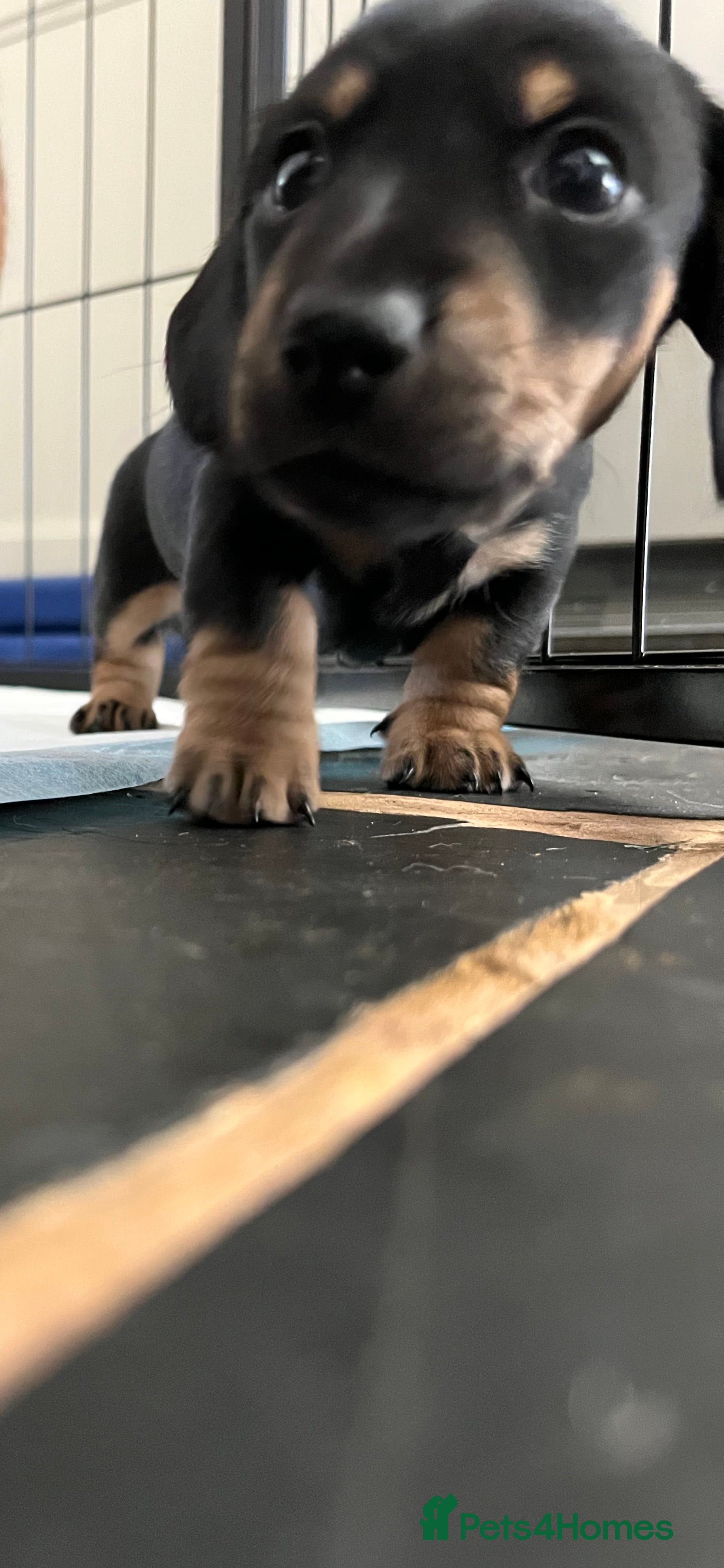 Miniature Dachshund dogs Last 2 ready to leave on 16th June - Advert 2