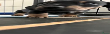 Miniature Dachshund Piglet