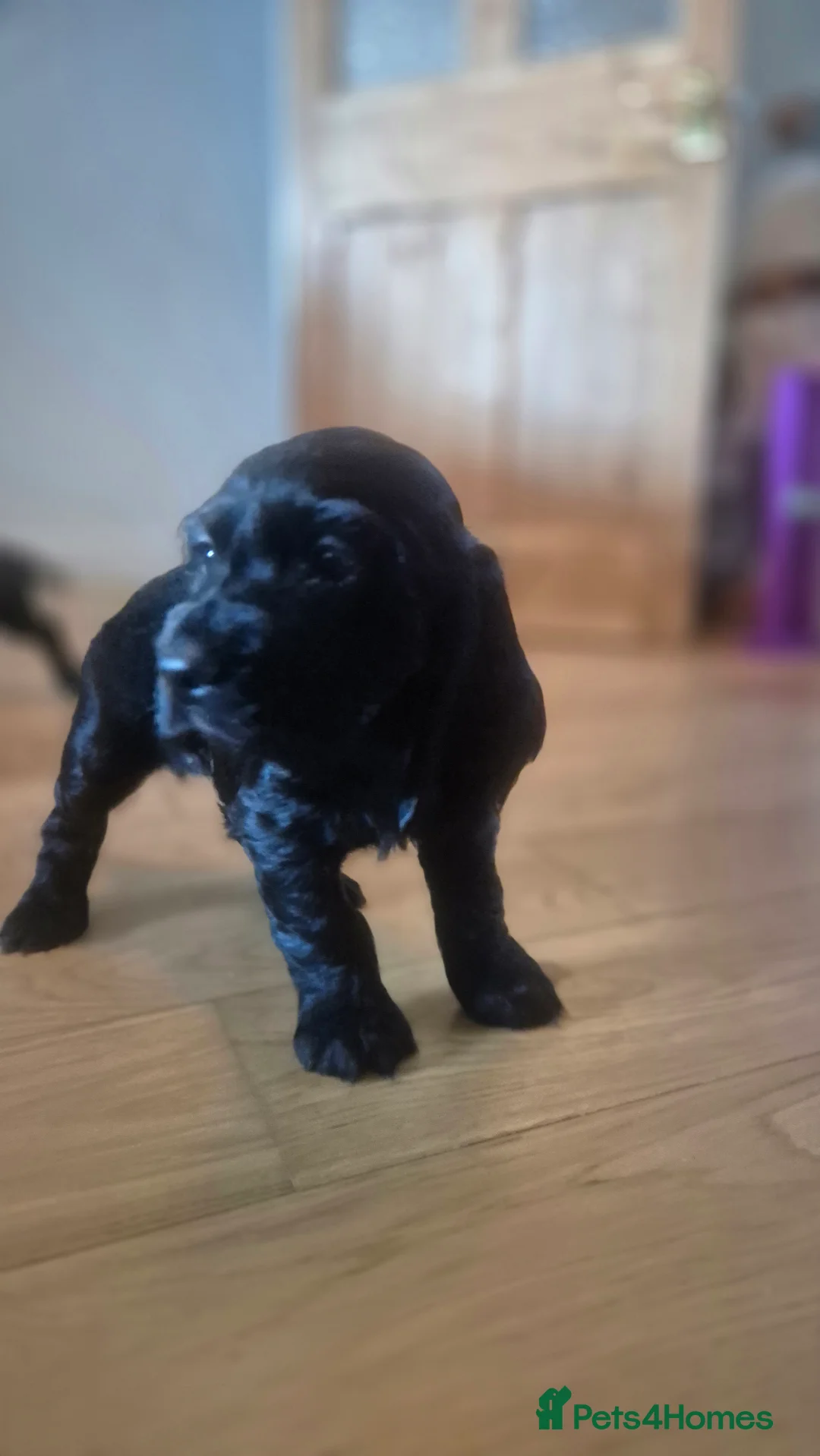 Cocker Spaniel dogs for sale: Mr Paul Bell - Advert 14