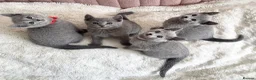 Russian Blue cats for sale: Gorgeous TICA Russian Blue Kittens - Advert 6
