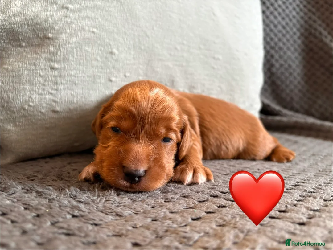 Cocker Spaniel dogs for sale: KC registered working cockers - Advert 8