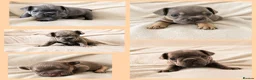 French Bulldog dogs for sale: Exceptional KC French Bulldog Puppies - Advert 2