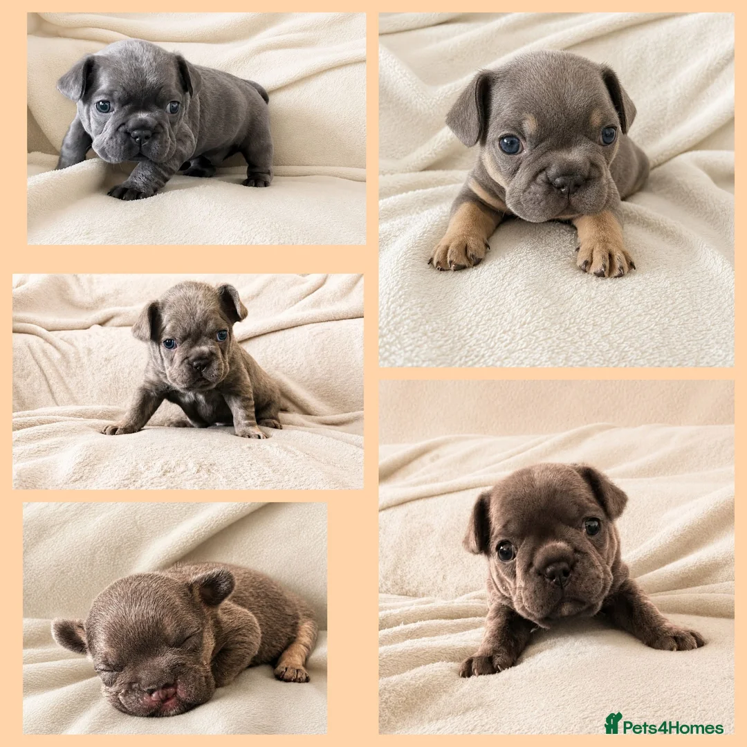 French Bulldog dogs for sale: Exceptional KC French Bulldog Puppies - Advert 2