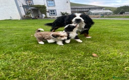 Bernedoodle dogs for sale: Gorgeous Bernedoodle puppies  - Image 1