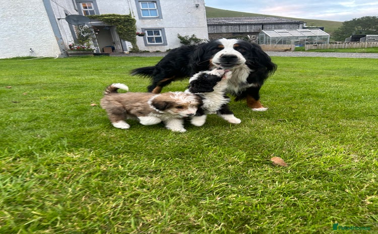 Bernedoodle dogs - Advert 1