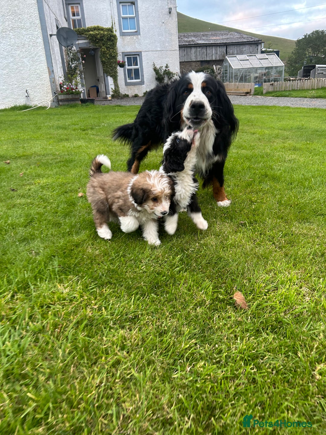 Bernedoodle dogs for sale: Gorgeous Bernedoodle puppies  - Image 1