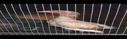 Chickens poultry for sale: Brazilian x Thai shamo hens - Advert 2