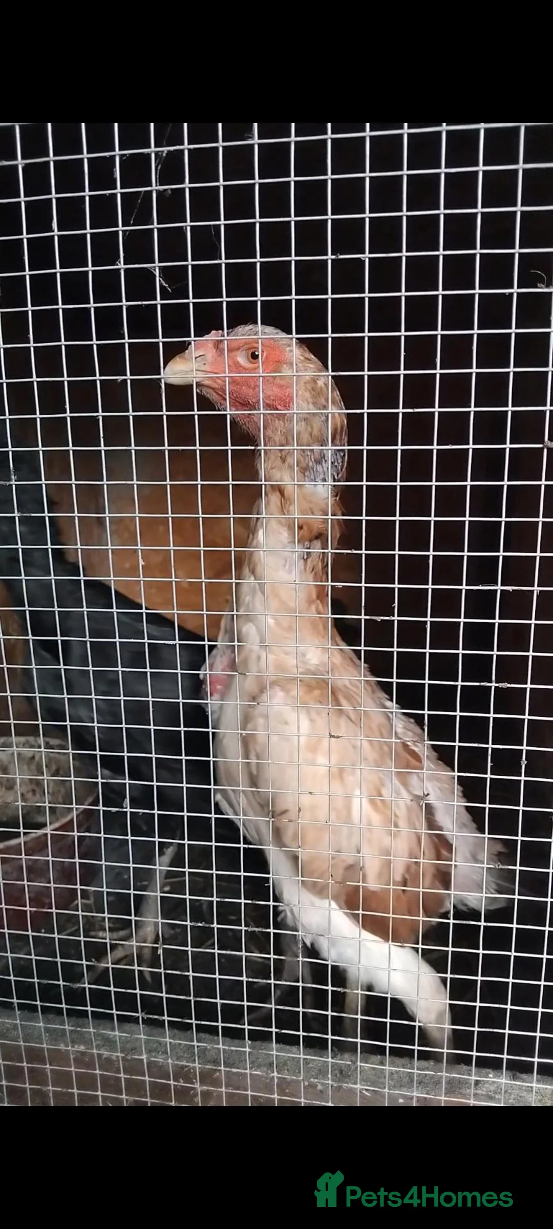 Chickens poultry for sale: Brazilian x Thai shamo hens - Advert 2