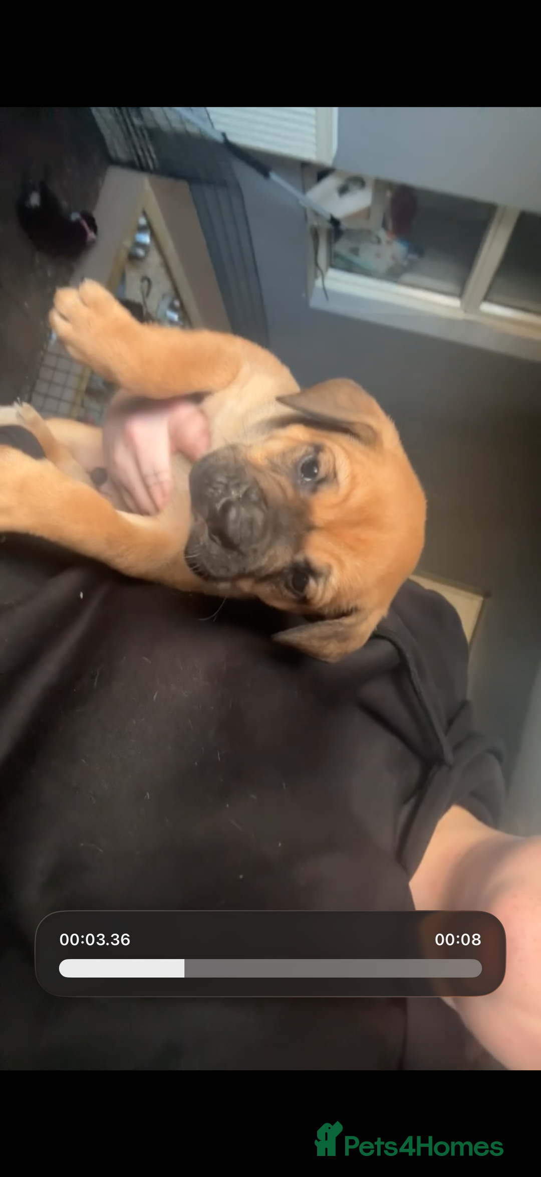 Mixed Breed dogs for sale: Mixed Breed puppies  - Advert 19