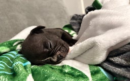 French Bulldog dogs for sale: French bulldogs  - Image 2