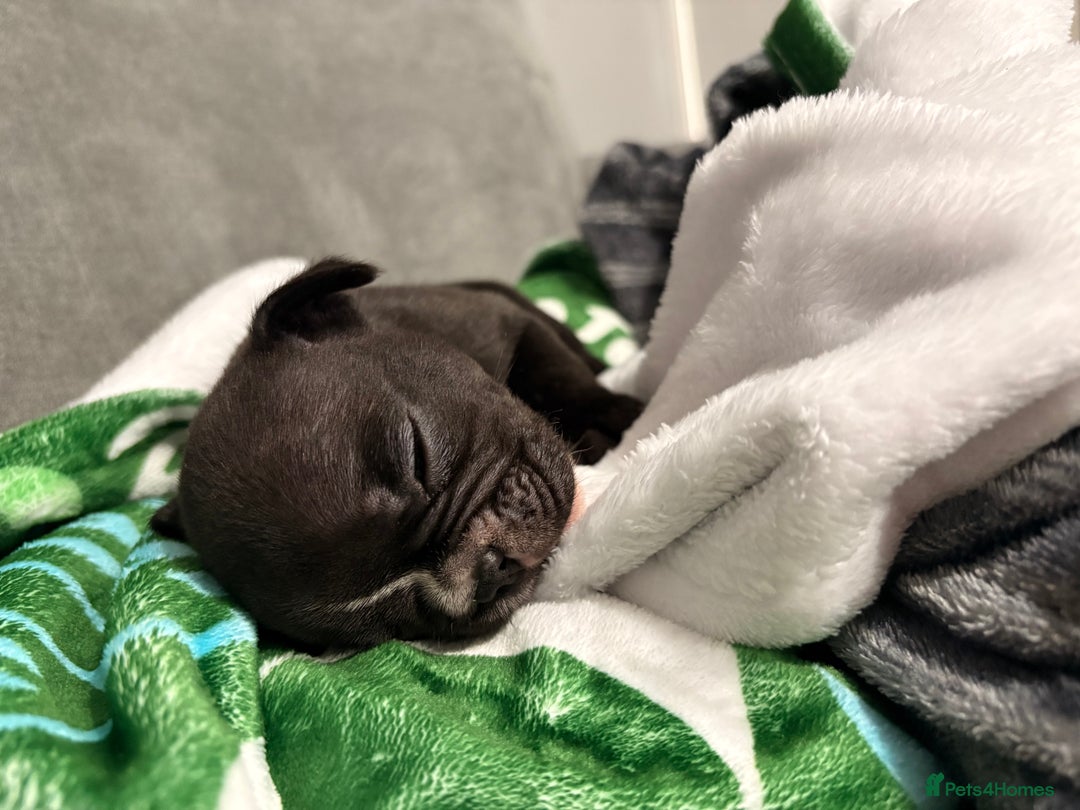 French Bulldog dogs for sale: French bulldogs  - Image 2