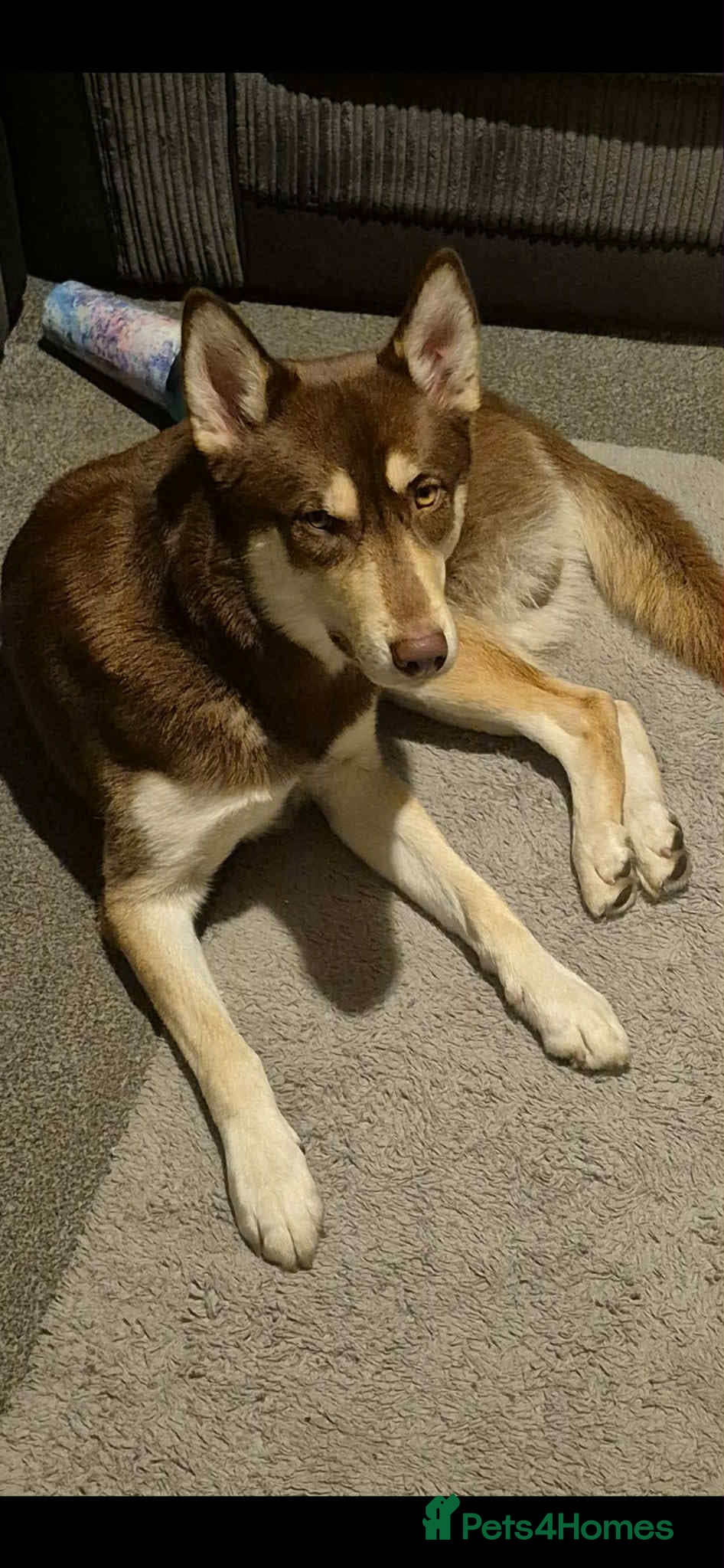 Siberian Husky dogs Meet Tyr the Husky 🐕💙 - Advert 1