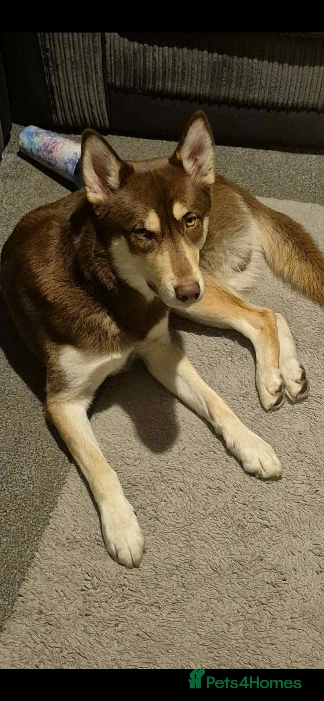 Siberian Husky dogs for sale: Meet Tyr the Husky 🐕💙 - Advert 1