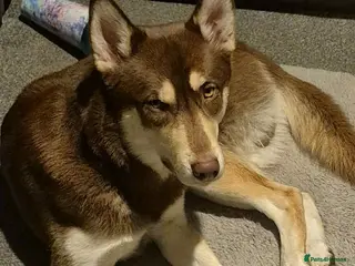 Siberian Husky dogs Meet Tyr the Husky 🐕💙 - Advert 1