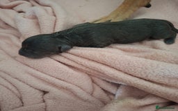 Staffordshire Bull Terrier dogs for sale: Staffy pups ready 26th august 2 brindle 3 blue - Image 22