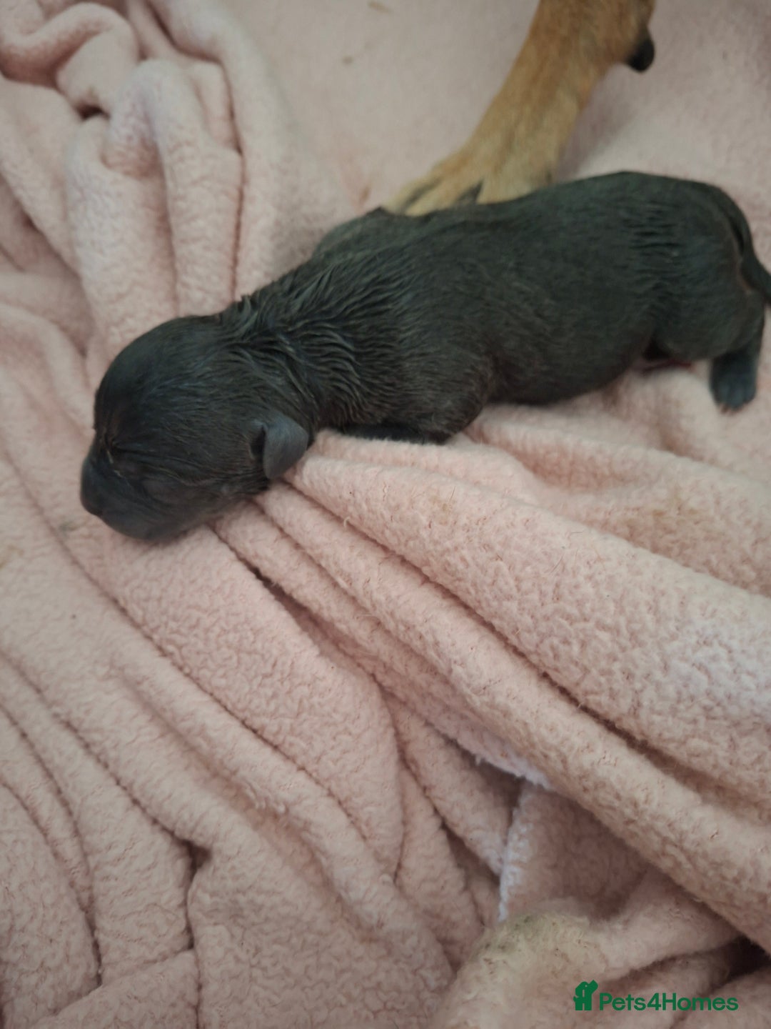 Staffordshire Bull Terrier dogs for sale: Staffy pups ready 26th august 2 brindle 3 blue - Image 22