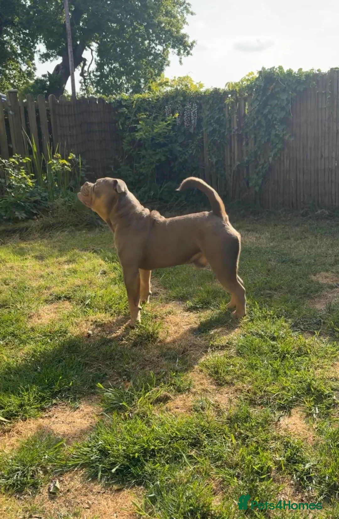 Olde English Bulldogge dogs for stud: ROMEY for stud  - Advert 2