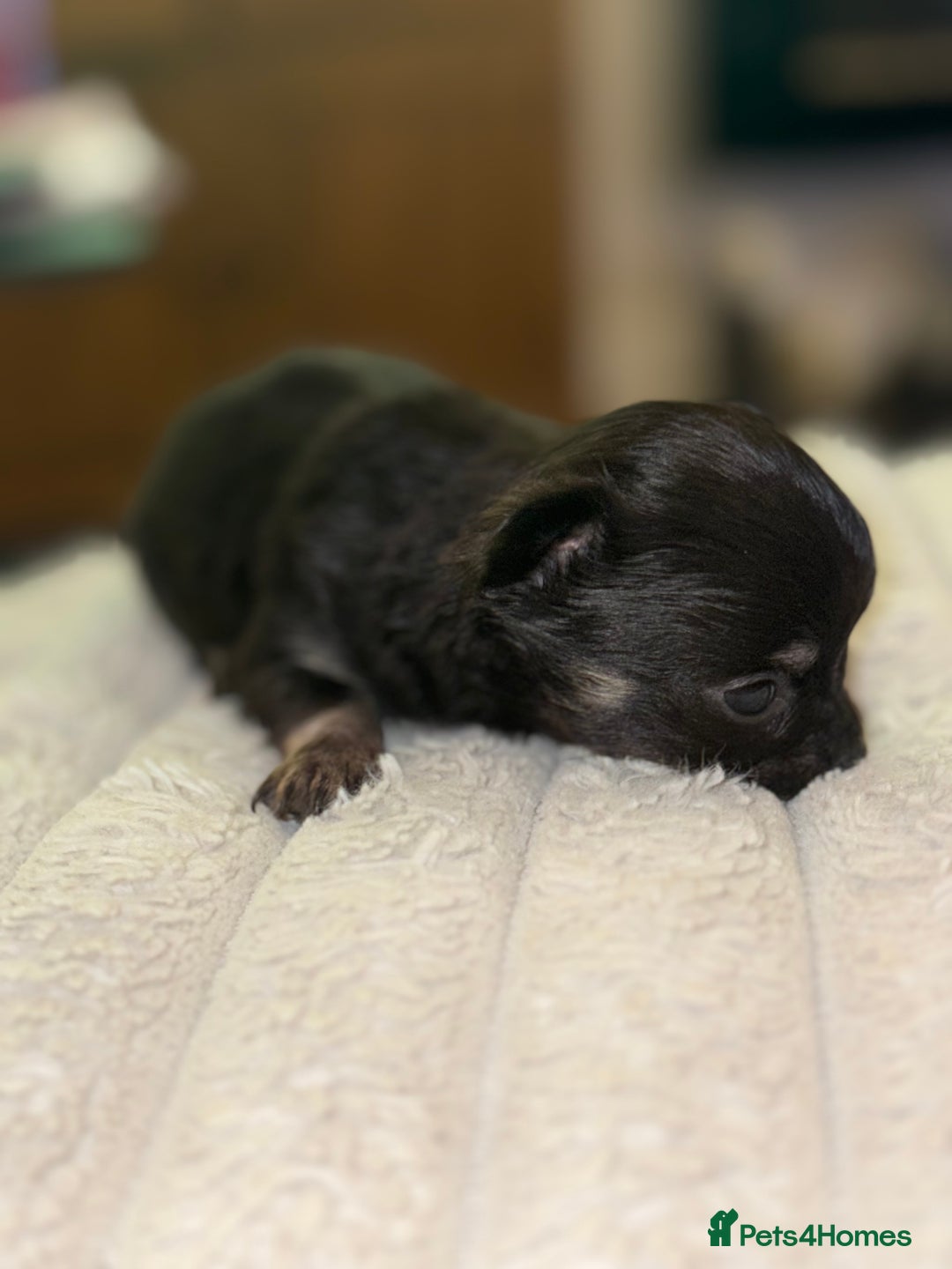 Chihuahua dogs for sale: Chihuahua Puppies - Advert 11