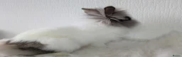 Lionhead rabbits for sale: Double Maned BE Lionheads in London - Advert 16