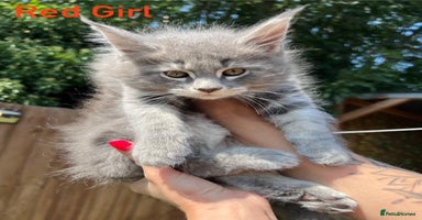 Maine Coon cats - Advert 12