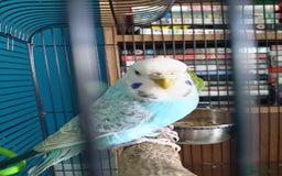 Budgerigars birds for sale: Two budgies  - Image 1