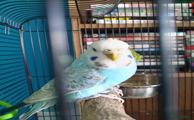 Budgerigars birds - Advert 1