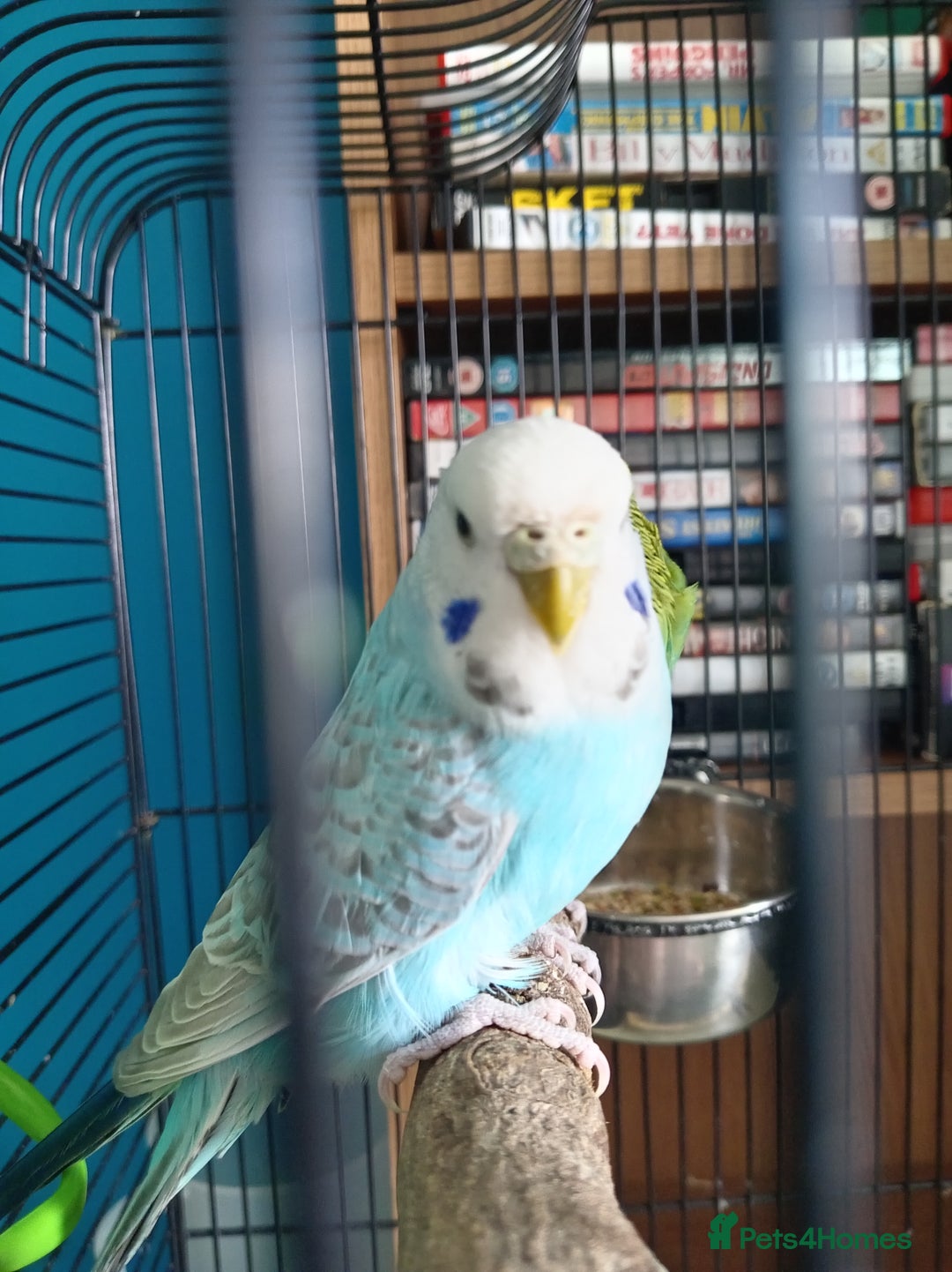 Budgerigars birds for sale: Two budgies  - Image 1