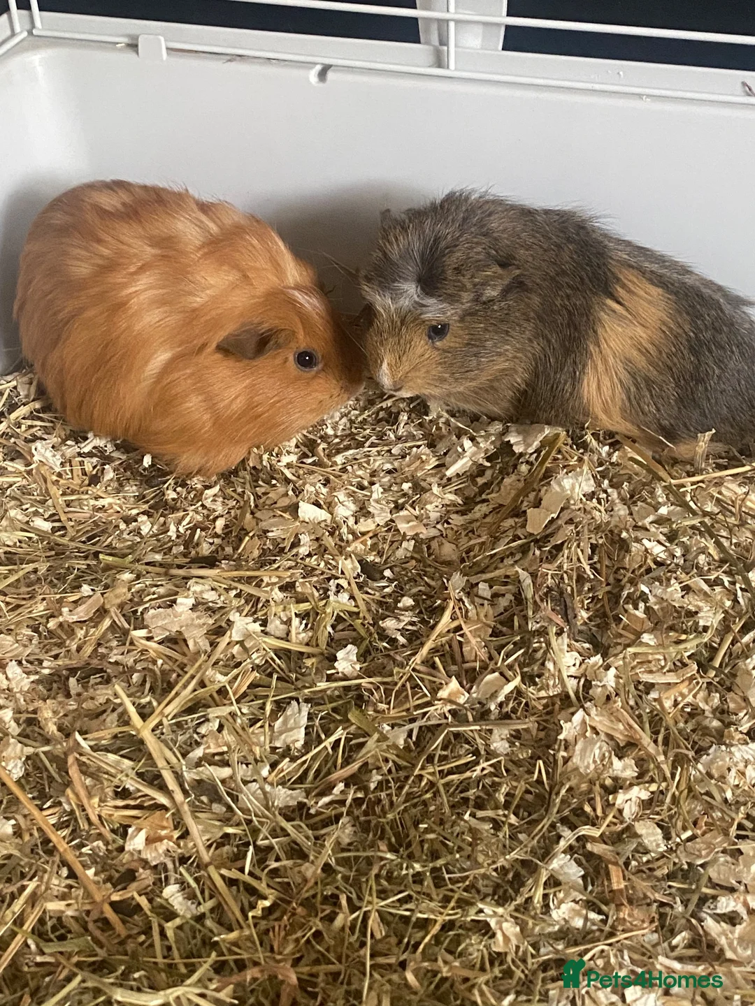Guinea Pig rodents for sale: Baby Guinea pigs in Wolverhampton - Advert 3