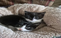 Mixed Breed cats for sale: Beautiful Kittens - Ready to leave - Image 1