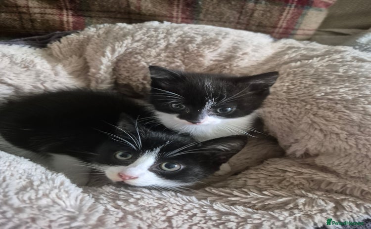 Mixed Breed cats - Advert 1