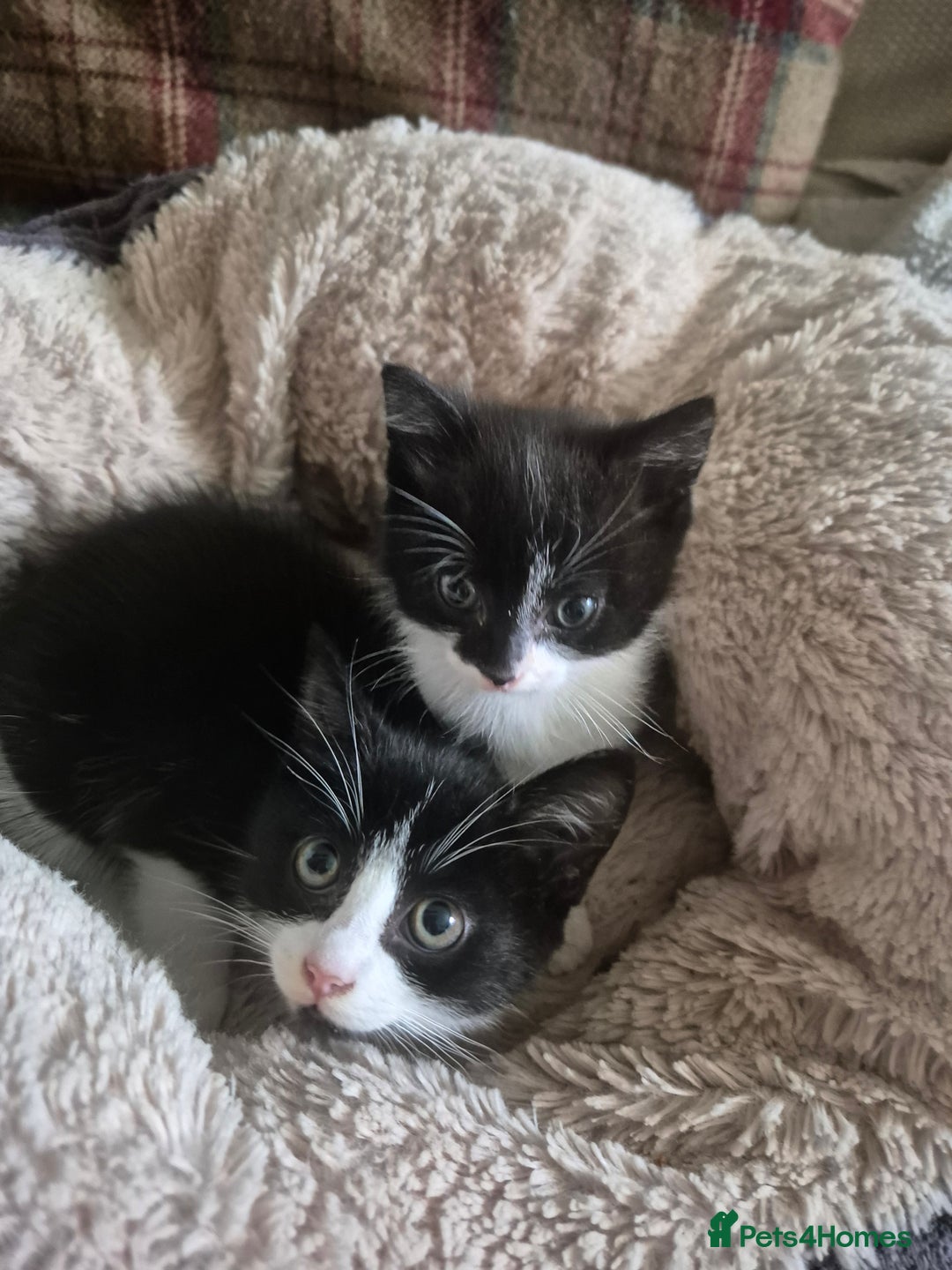 Mixed Breed cats for sale: Beautiful Kittens - Ready to leave - Image 1