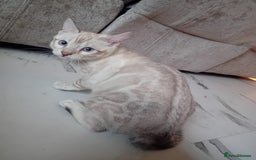 Bengal cats for stud: GANDALF Snow Mink Blue Carrier Russia Lines in Gateshead - Image 17