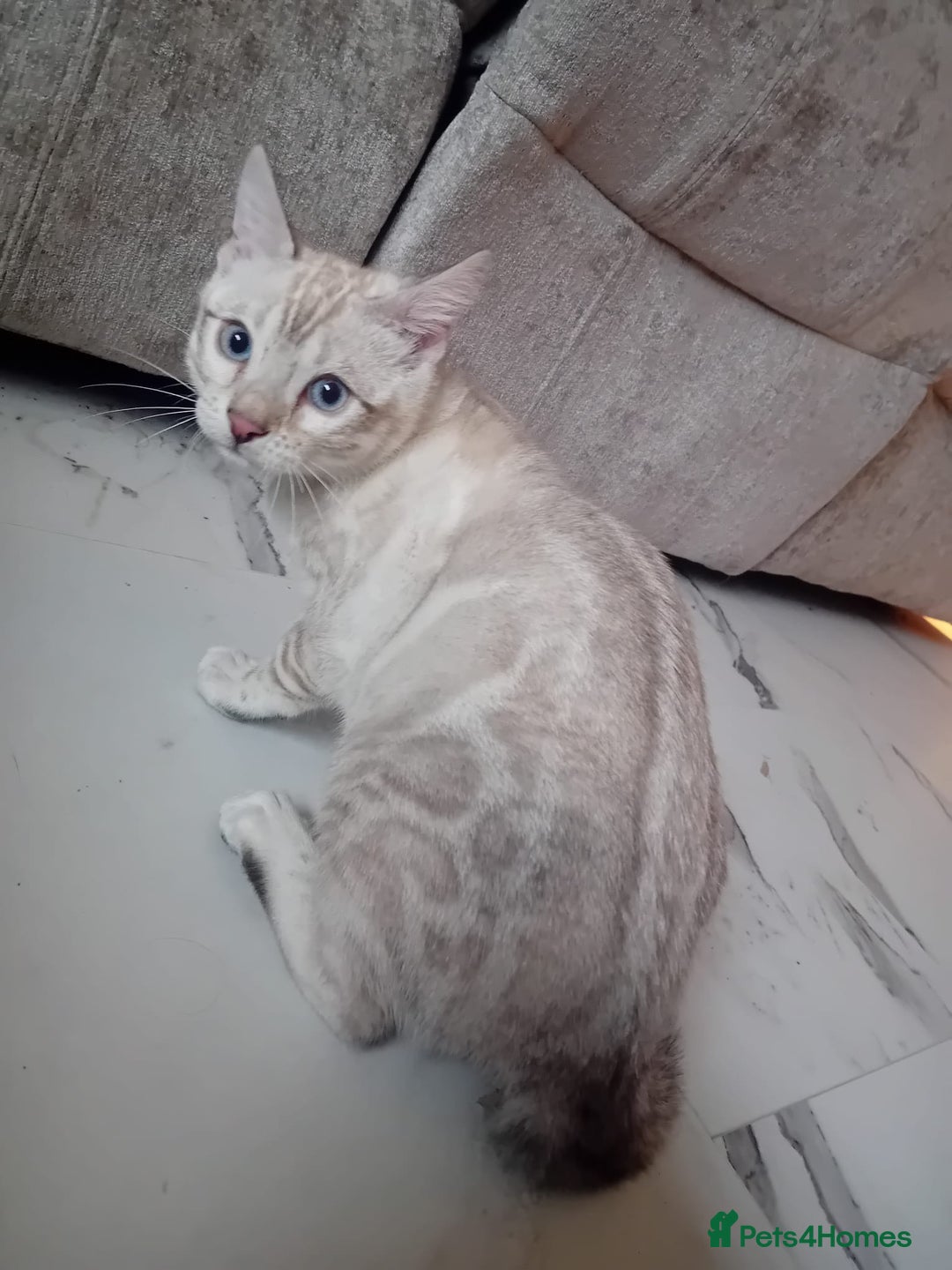 Bengal cats for stud: GANDALF Snow Mink Blue Carrier Russia Lines in Gateshead - Image 17