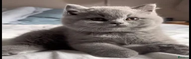 British Shorthair 1