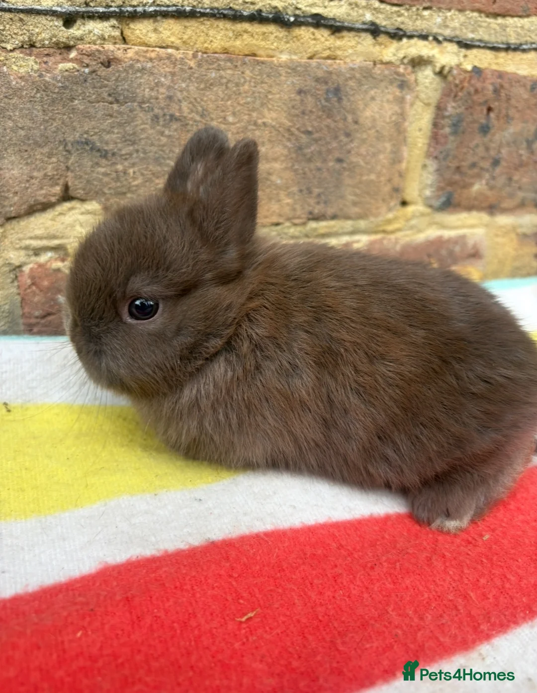 Netherland Dwarf rabbits for sale: White, Chocolate & Blue Netherland Dwarf Bunnies  - Advert 2