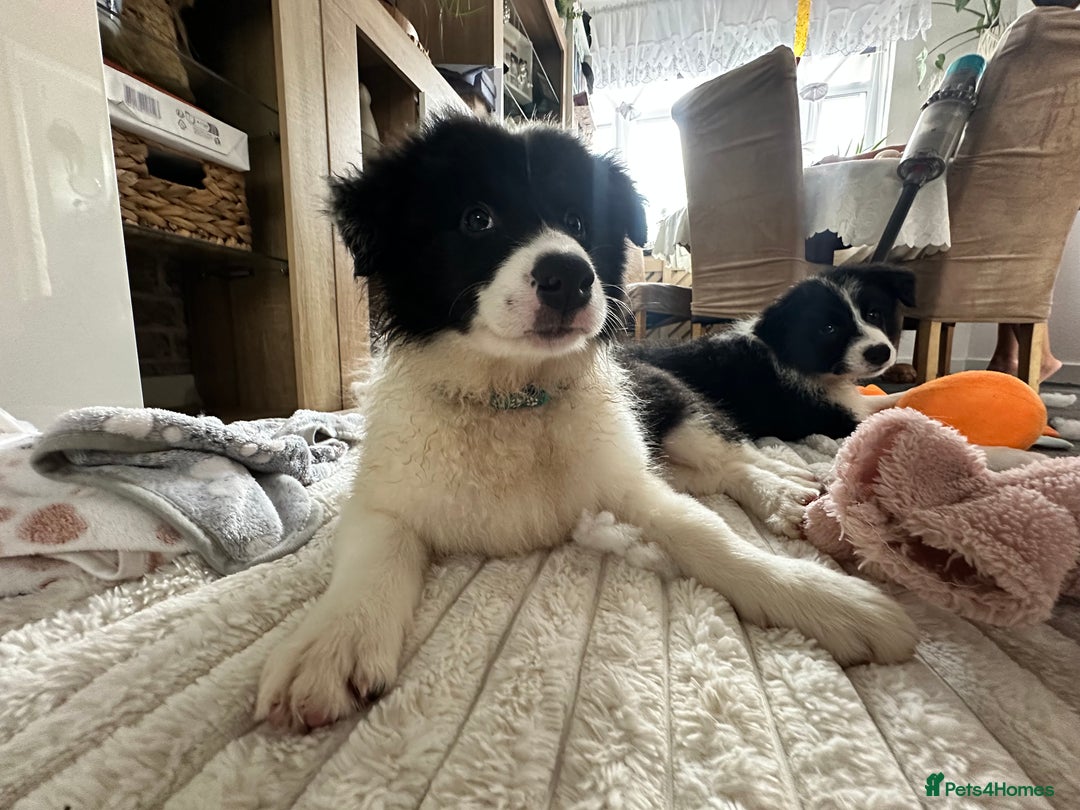 Border Collie dogs for sale: Last 2 girls left !!! International Champion line - Image 2