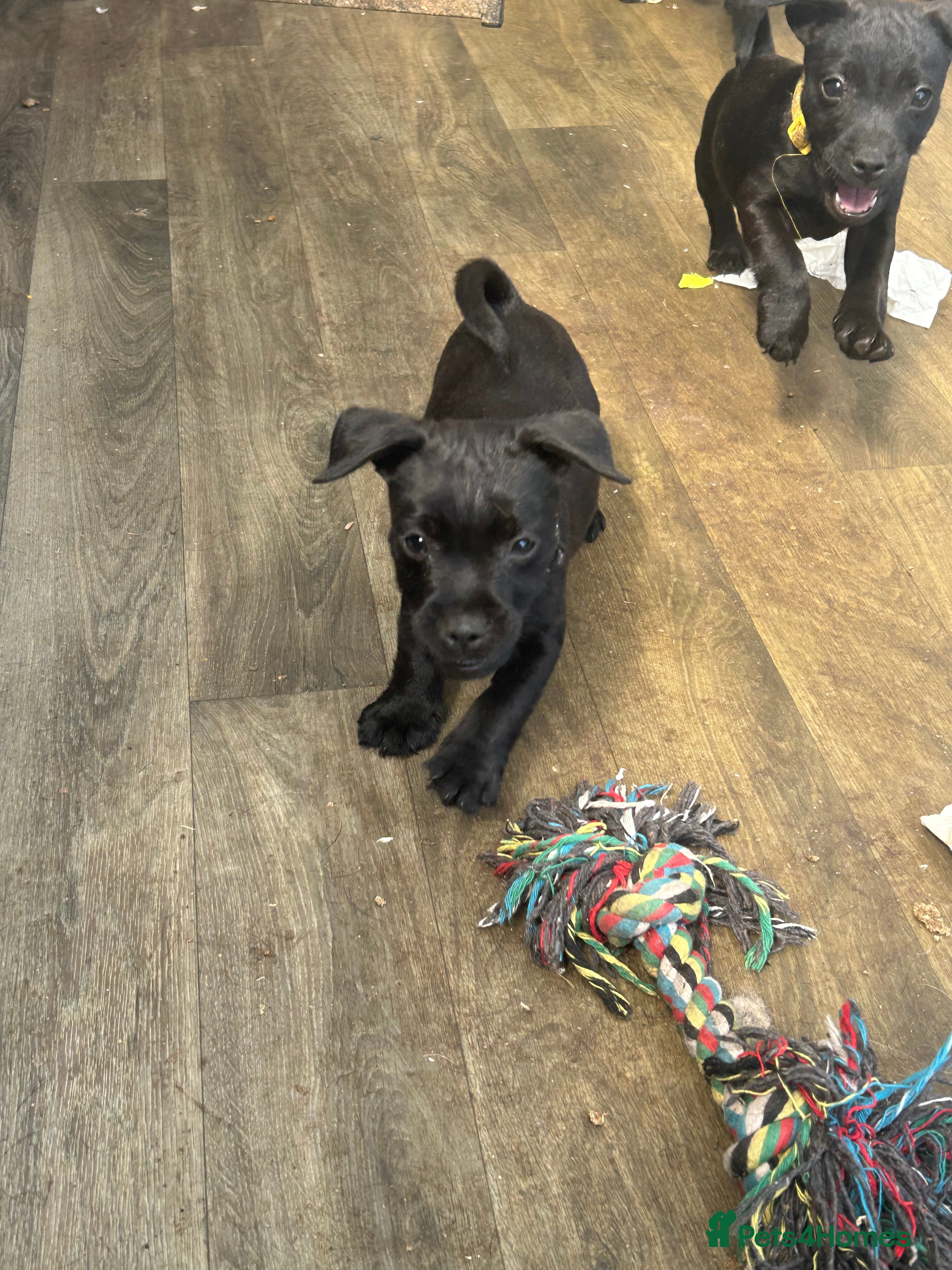 Patterdale Terrier dogs 7 beautiful Patterdale pups - Advert 13