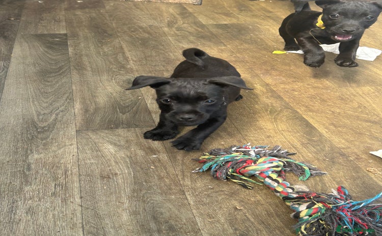 Patterdale Terrier dogs - Advert 1