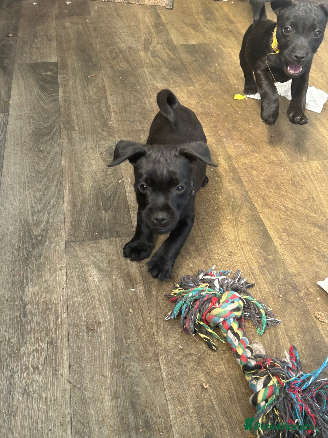 Patterdale Terrier dogs for sale: 7 beautiful Patterdale pups - Image 1