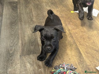 Patterdale Terrier dogs - Advert 16