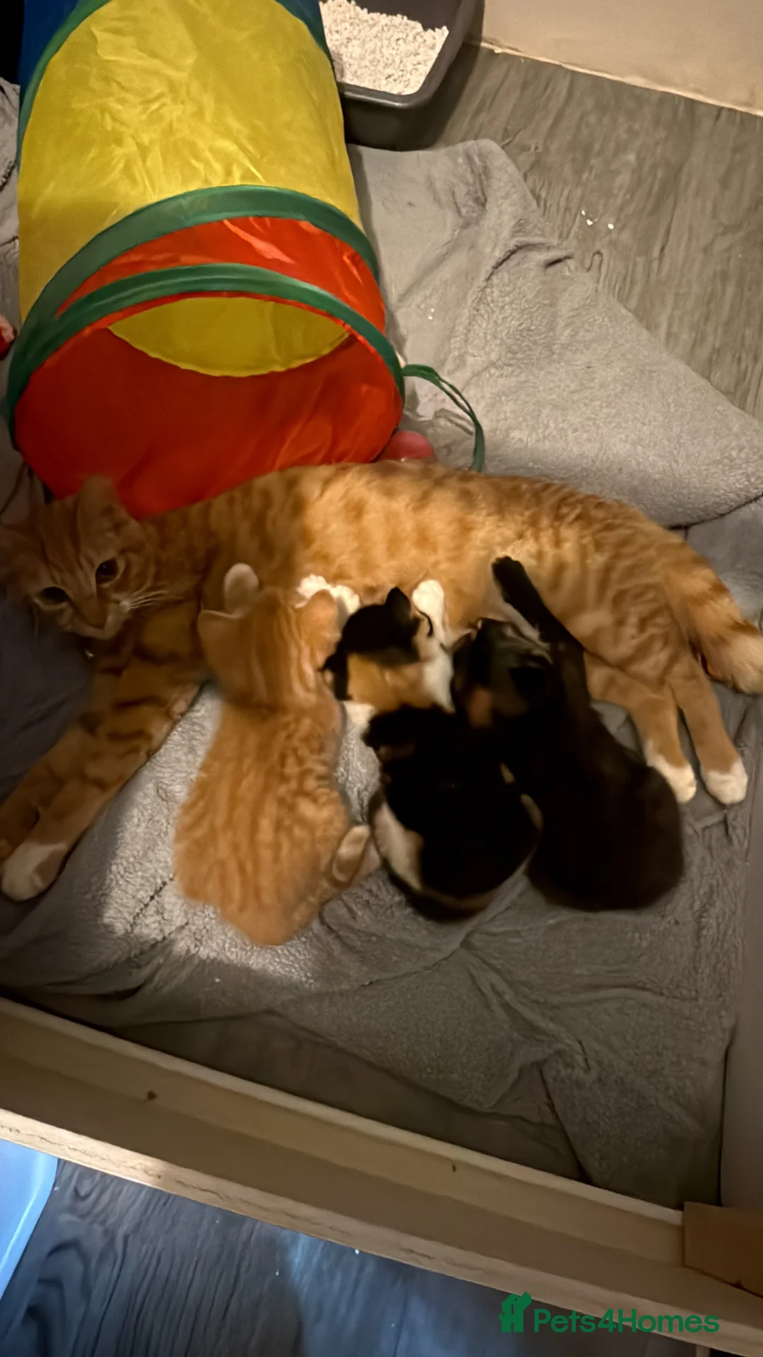 Mixed Breed cats for sale: 2 kittens for sale  in Wednesbury - Advert 2