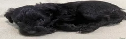 Schnoodle dogs for sale: Schnoodle pups for sale. Ready 11th October.  - Advert 14
