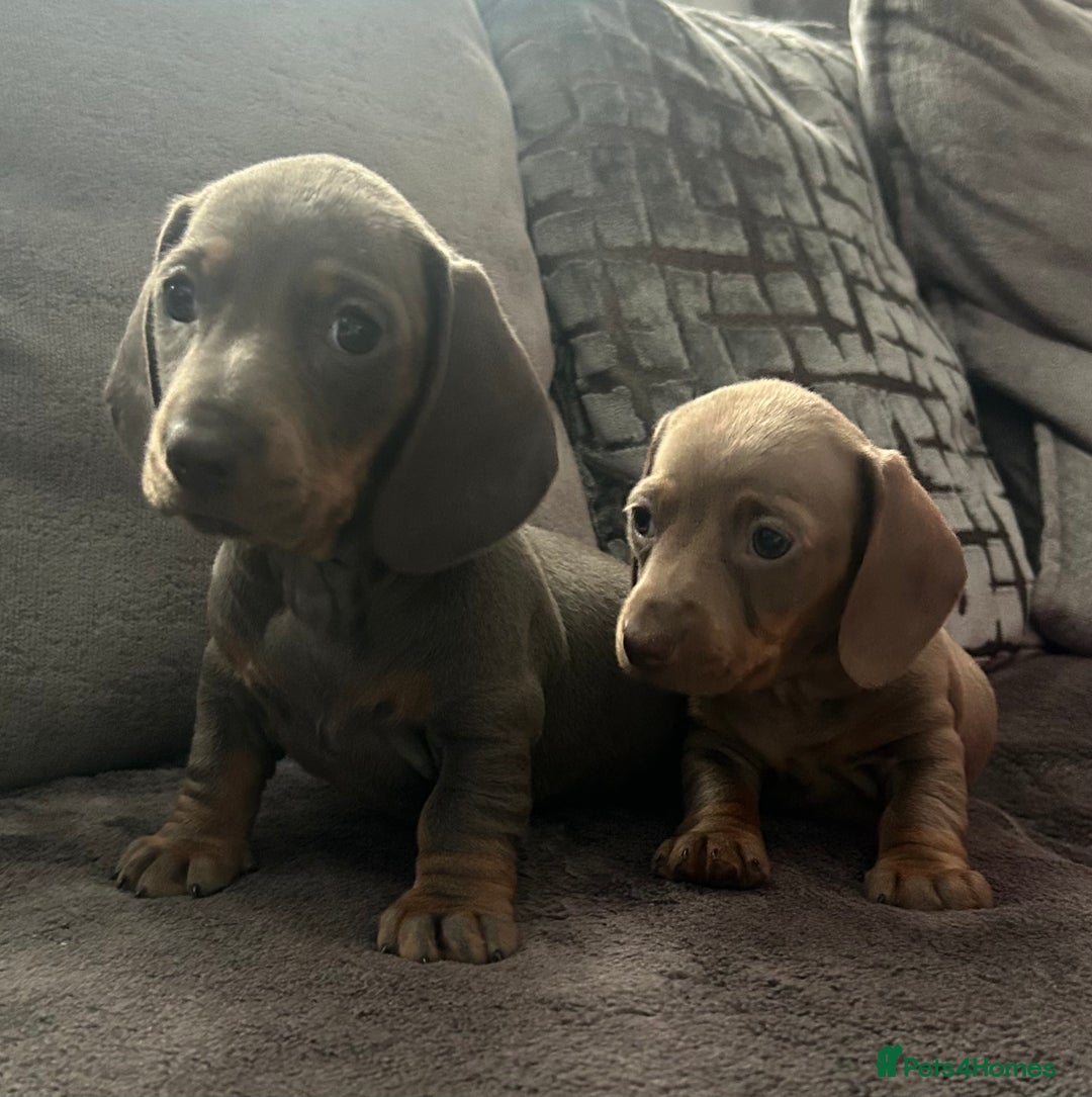 Miniature Dachshund dogs for sale: miniature dachshund puppies - Advert 31