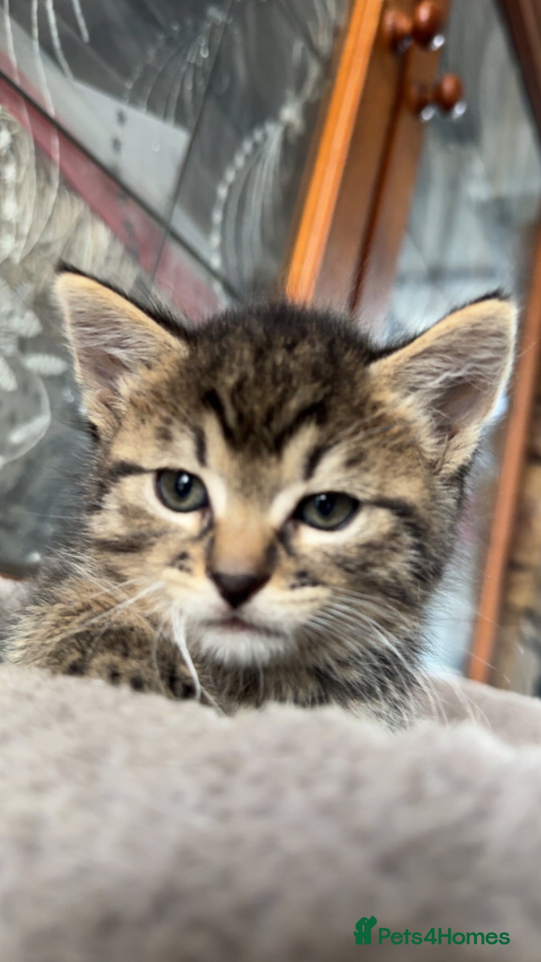Pixie Bob cats for sale: 3 pixie bob kittens for sale  - Image 6