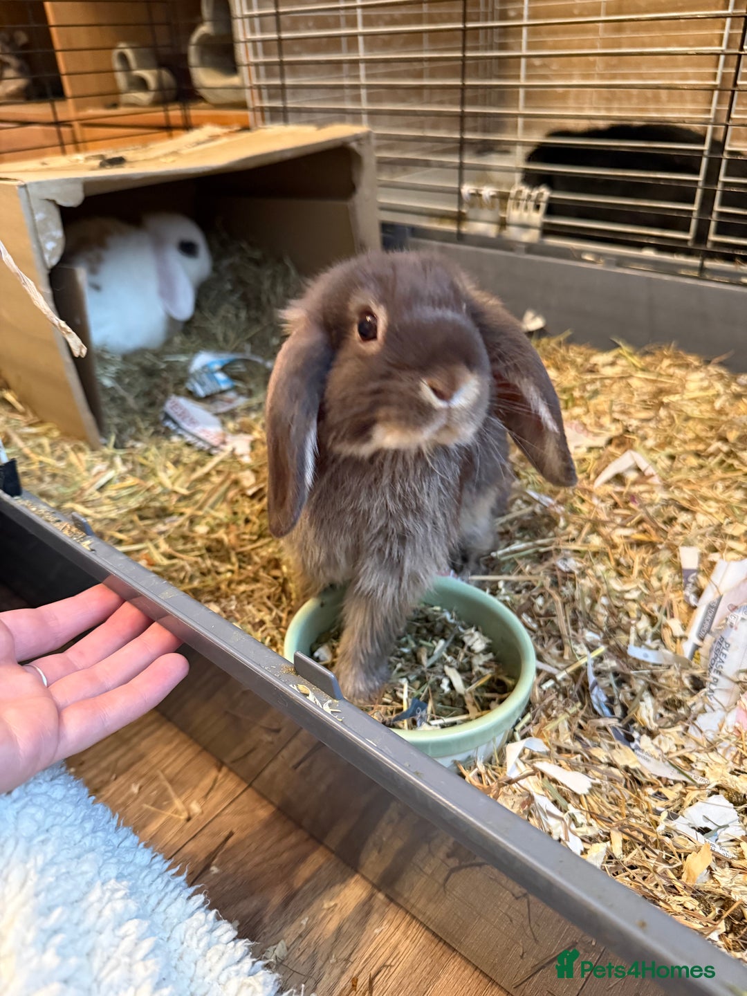Mini Lop rabbits for sale: Two mini lop rabbits  - Advert 6