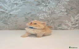 Persian cats for sale: Persian kittens 2 gorgeous boys  - Image 5