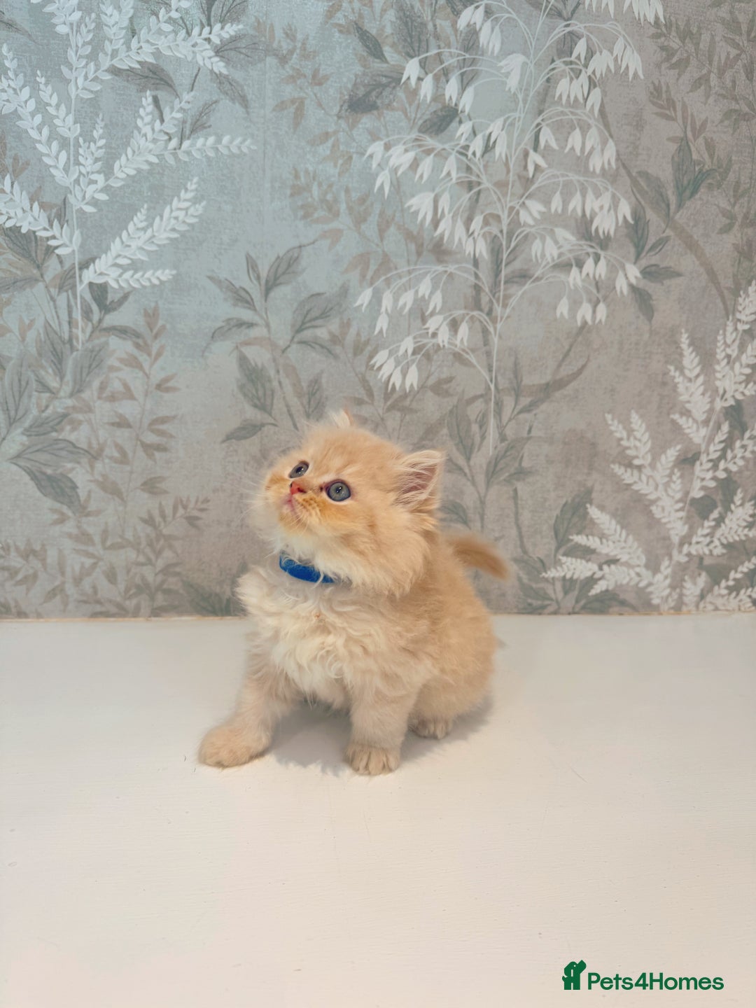 Persian cats for sale: Persian kittens 2 gorgeous boys  - Image 5