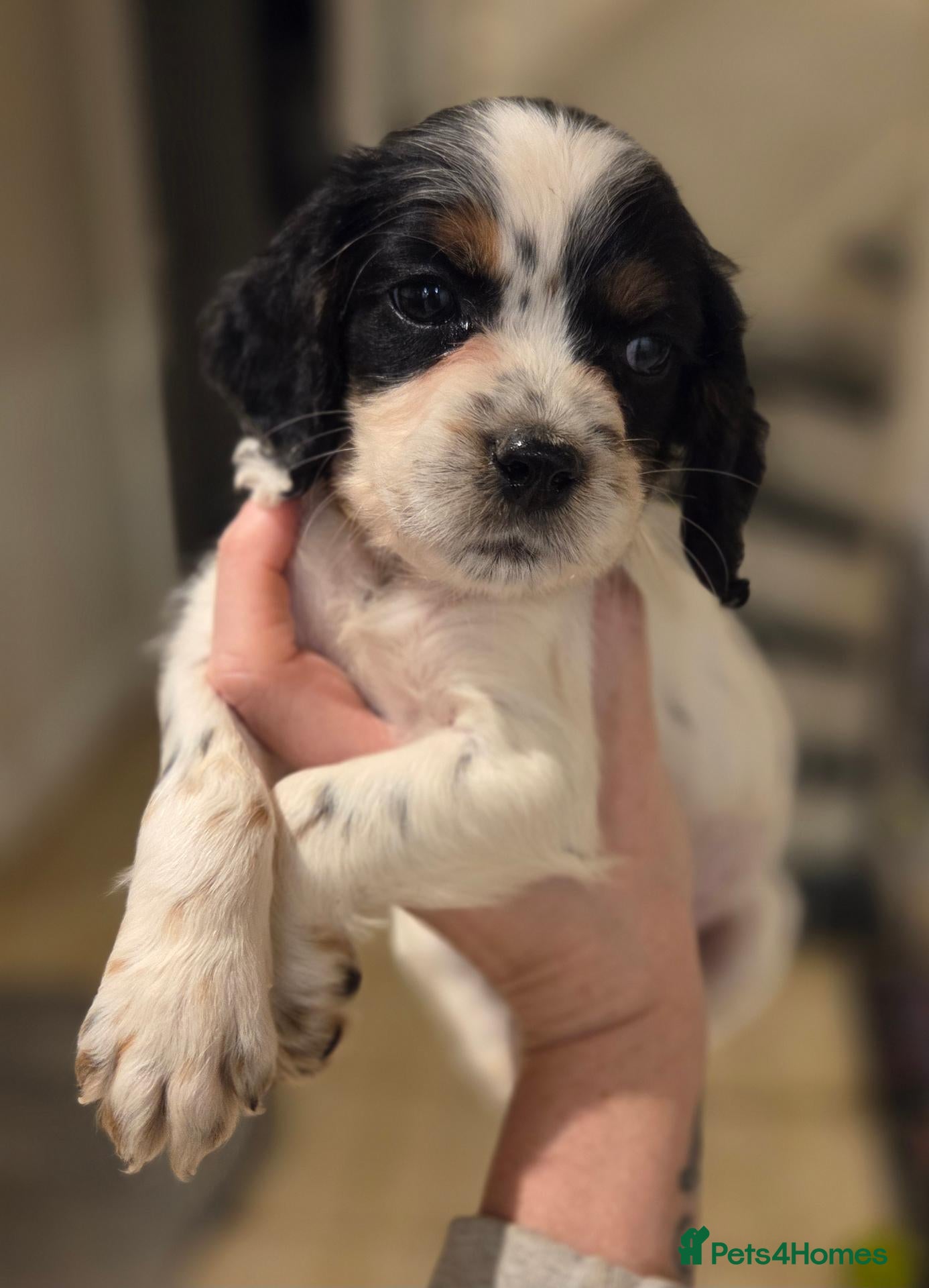 Cocker Spaniel dogs Tri coloured Kc/health tested boys   - Advert 1